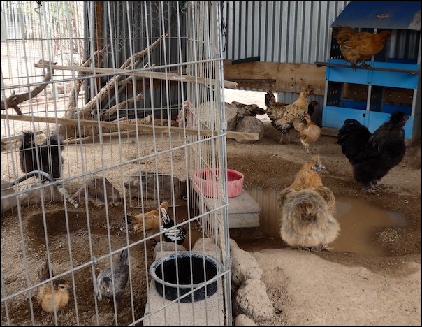 Bantam chicken flock